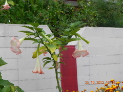 Brugmansia