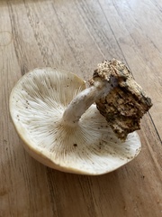 Ossicaulis lignatilis