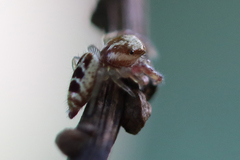 Hentzia