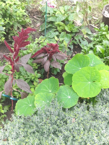 Наблюдение на iNaturalist
