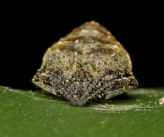 Araneus acuminatus