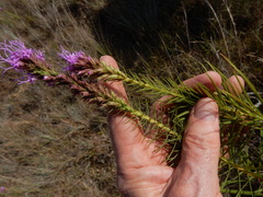 Liatris aestivalis