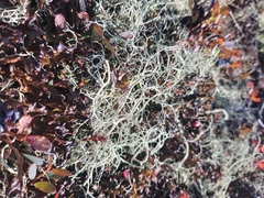 Alectoria ochroleuca