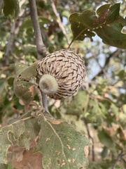 Quercus ithaburensis