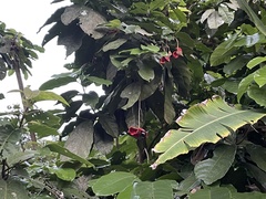 Sterculia monosperma