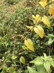 Reynoutria sachalinensis