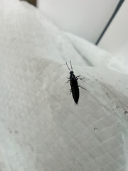 Staphylinini