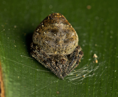 Araneus acuminatus
