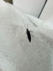 Staphylinini