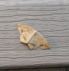 Prochoerodes lineola