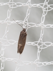 Leistomorpha brontoscopa