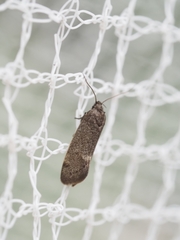 Leistomorpha brontoscopa