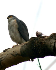 Accipiter minullus