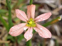 Moraea miniata