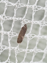 Leistomorpha brontoscopa