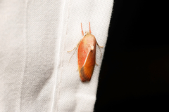 Ptyoptila matutinella