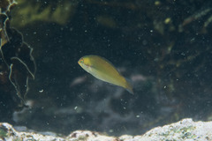 Stethojulis interrupta