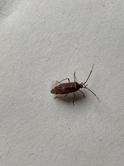 Pantilius tunicatus