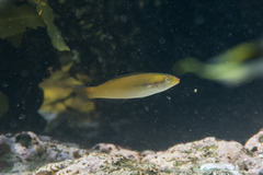Stethojulis interrupta