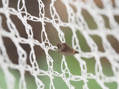 Leistomorpha brontoscopa