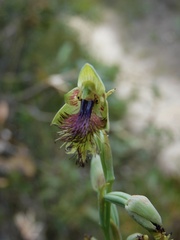 Calochilus campestris