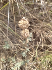 Marrubium