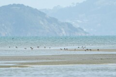 Limosa lapponica baueri
