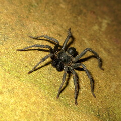 Liphistiidae