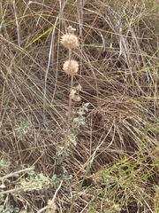 Marrubium
