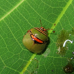Coptosoma punctiventris