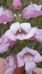 Euphrasia collina osbornii