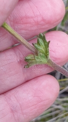 Euphrasia collina osbornii