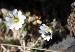 Cerastium alpinum