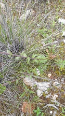 Euphrasia collina osbornii