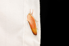 Ptyoptila matutinella