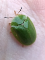 Cassida viridis