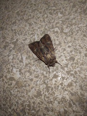 Mniotype occidentalis