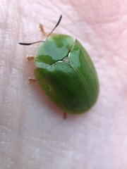 Cassida viridis
