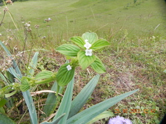 Spermacoce latifolia