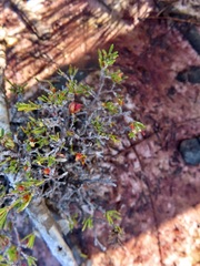 Pseudanthus orientalis