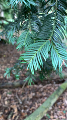 Taxus baccata