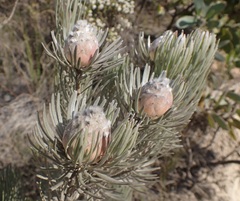 Leucadendron album