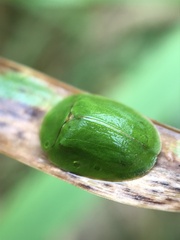 Cassida viridis