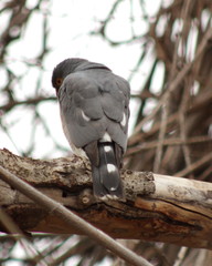 Accipiter minullus