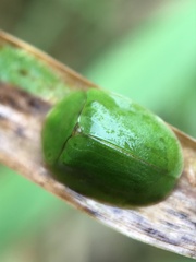 Cassida viridis