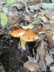 Amanita caesarea