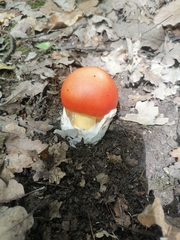 Amanita caesarea