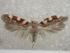 Mimodoxa tricommatica