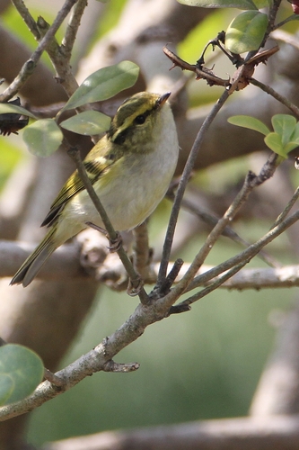 Mosquitero de Pallas (Phylloscopus proregulus)