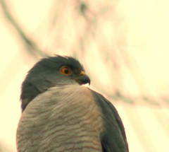 Accipiter minullus